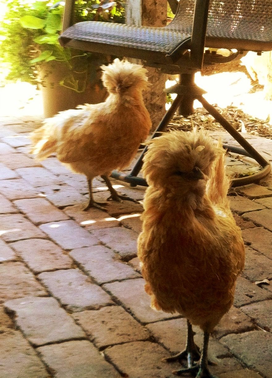 Readers show their chickens
